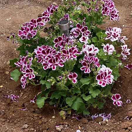 בית הארחה Sale Di Mare 4*